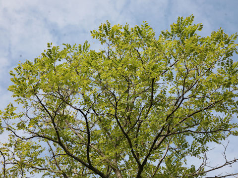 Robinia pseudoacacia f. inermis
