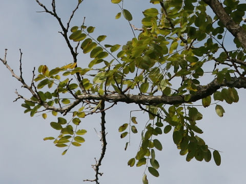 Robinia pseudoacacia f. inermis