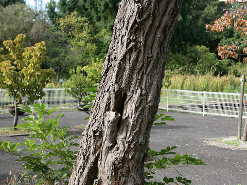 Robinia pseudoacacia f. inermis