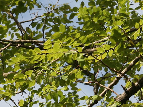 Robinia pseudoacacia f. inermis