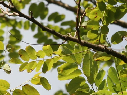 Robinia pseudoacacia f. inermis