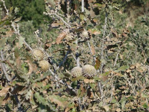 Quercus cerris