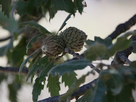 Quercus cerris