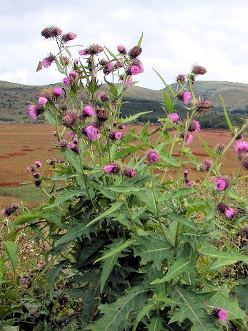 Cirsium nipponicum var. incomptum