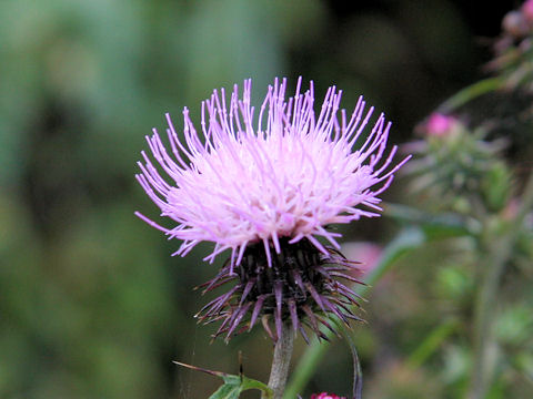 Cirsium nipponicum var. incomptum