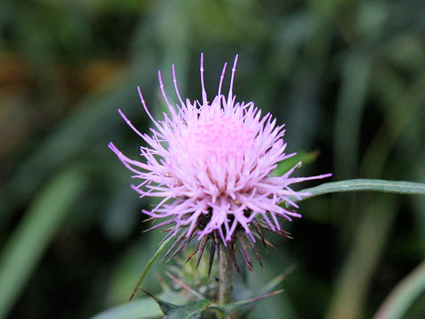 Cirsium nipponicum var. incomptum