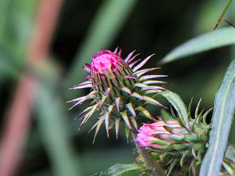 Cirsium nipponicum var. incomptum