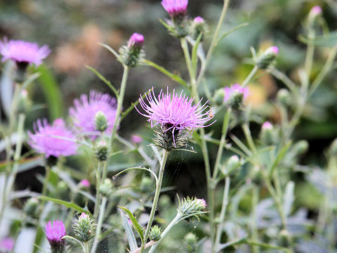 Cirsium nipponicum var. incomptum