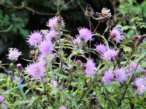 Cirsium nipponicum var. incomptum