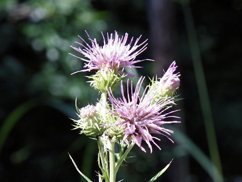 Cirsium nipponicum var. incomptum