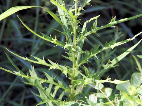 Cirsium nipponicum var. incomptum