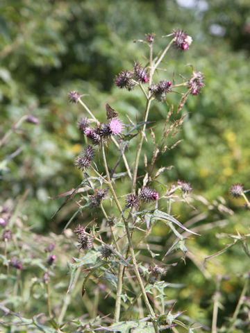 Cirsium nipponicum var. incomptum