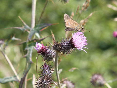 Cirsium nipponicum var. incomptum