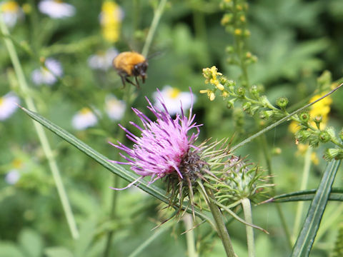 Cirsium nipponicum var. incomptum