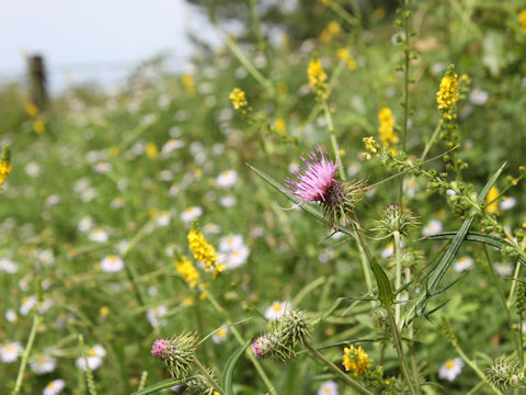 Cirsium nipponicum var. incomptum