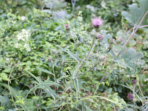 Cirsium nipponicum var. incomptum