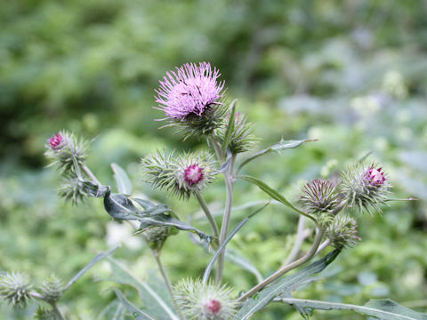 Cirsium nipponicum var. incomptum