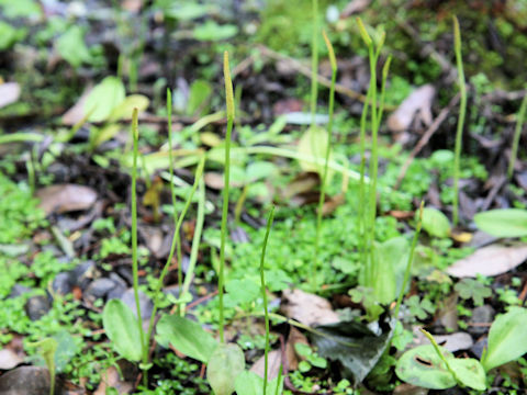 Ophioglossum namegatae