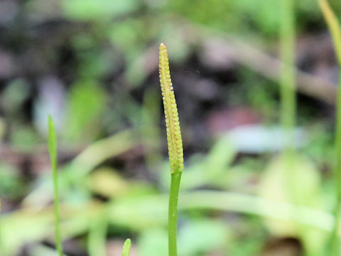 Ophioglossum namegatae