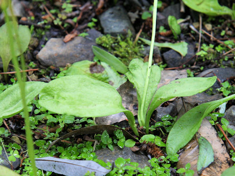 Ophioglossum namegatae