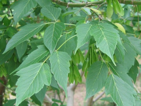 Acer negundo