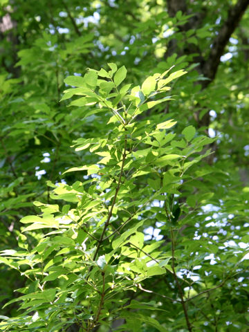 Fraxinus japonica