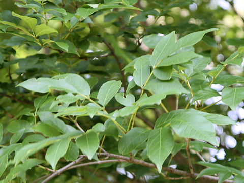 Fraxinus japonica