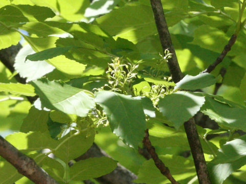 Fraxinus japonica
