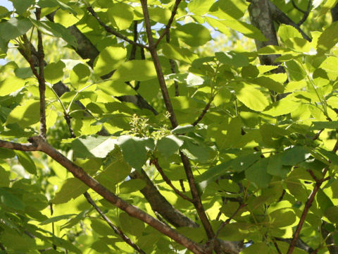 Fraxinus japonica