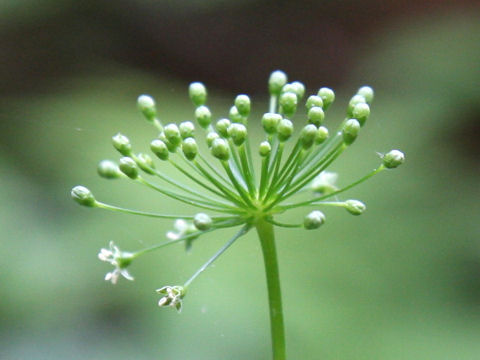 Panax japonicus