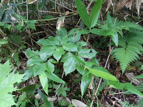 Panax japonicus