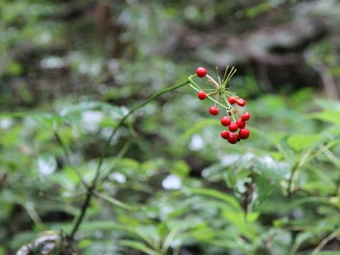 Panax japonicus