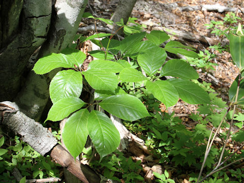 Panax japonicus