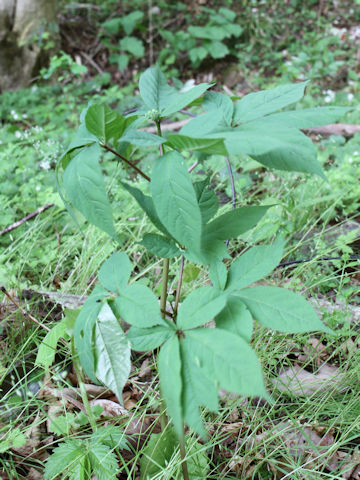 Panax japonicus