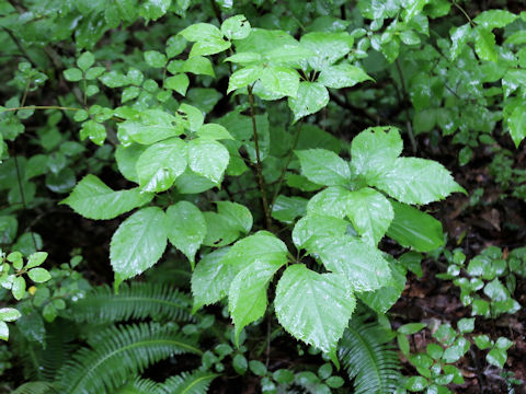 Panax japonicus