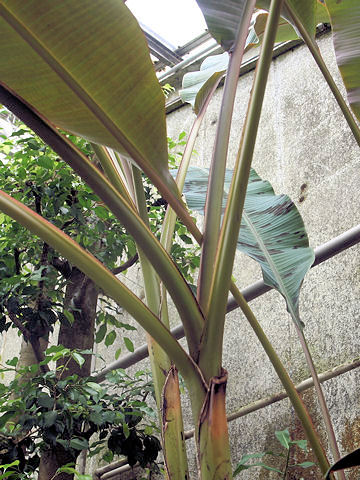 Musa acuminata var. sumatrana