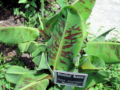 Musa acuminata var. sumatrana