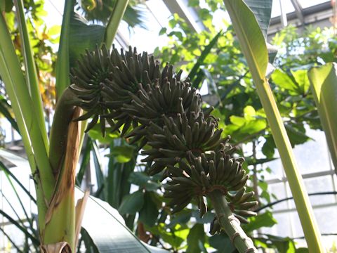 Musa acuminata var. sumatrana