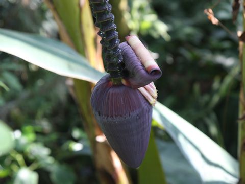 Musa acuminata var. sumatrana