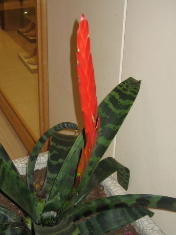 Vriesea splendens