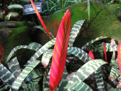 Vriesea splendens