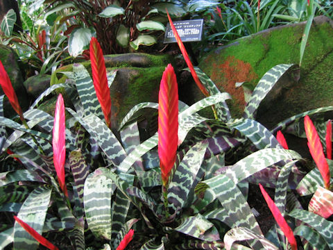 Vriesea splendens