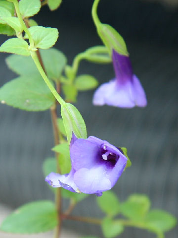 Torenia fournieri