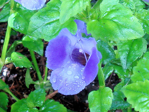 Torenia fournieri