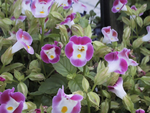 Torenia fournieri