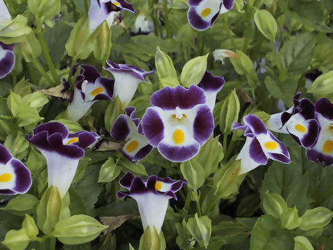 Torenia fournieri