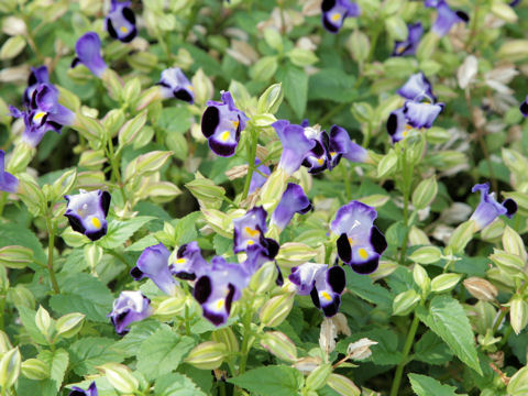 Torenia fournieri