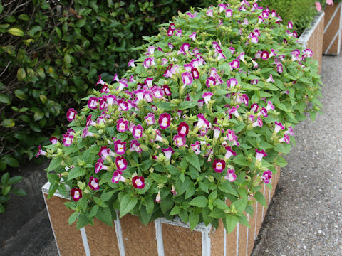 Torenia fournieri