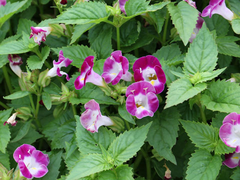 Torenia fournieri