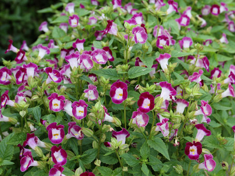 Torenia fournieri